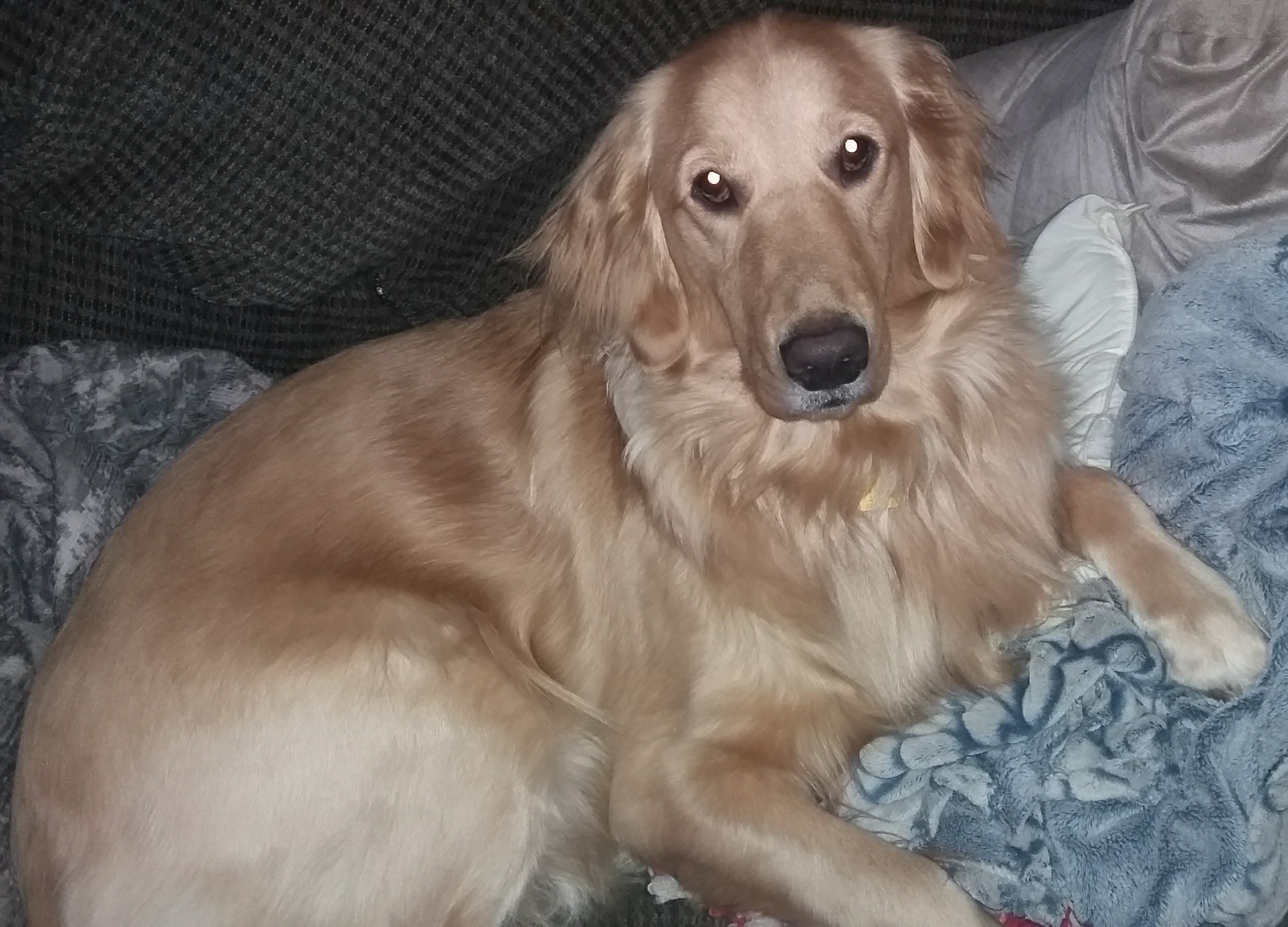 Ginger, one of the beloved Melrogin Creations mascots